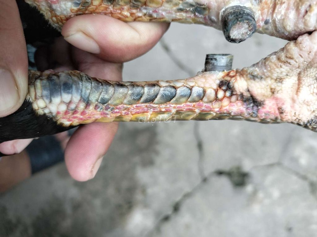 Siu mỹ 3k2 1x đâu trường
