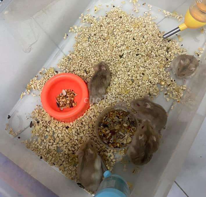 Chuột hamster ww baby, trưởng thành