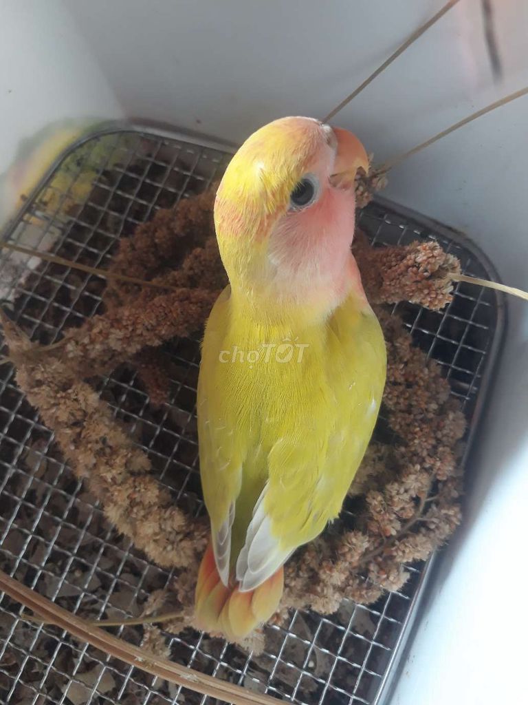 Vẹt lovebird màu đẹp