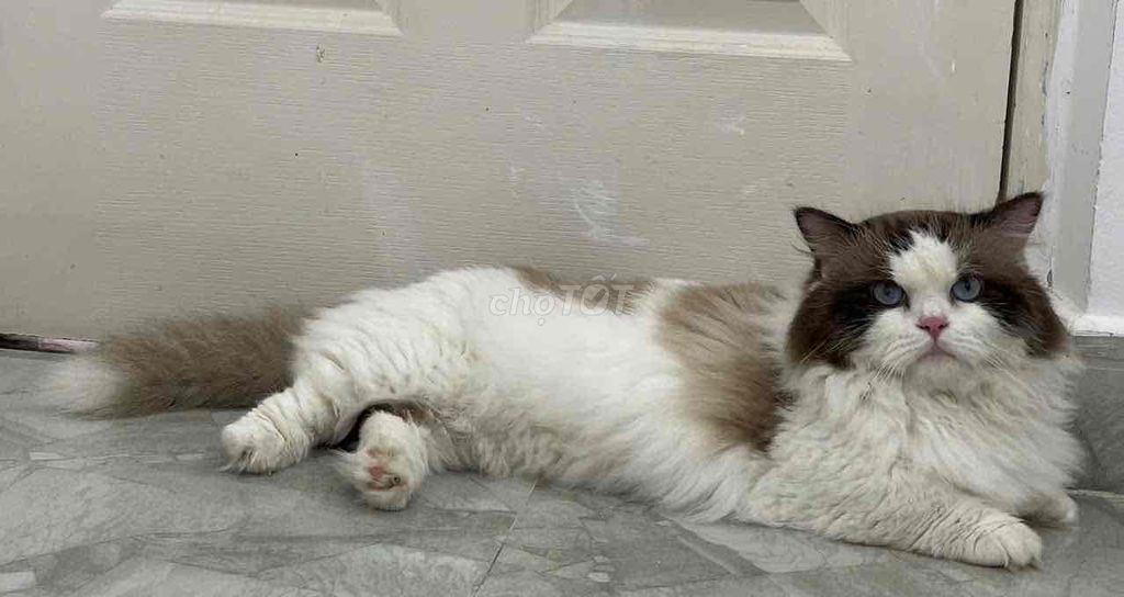 NHẬN PHỐI RAGDOLL LÙN NHẬP. BAO ĐẬU