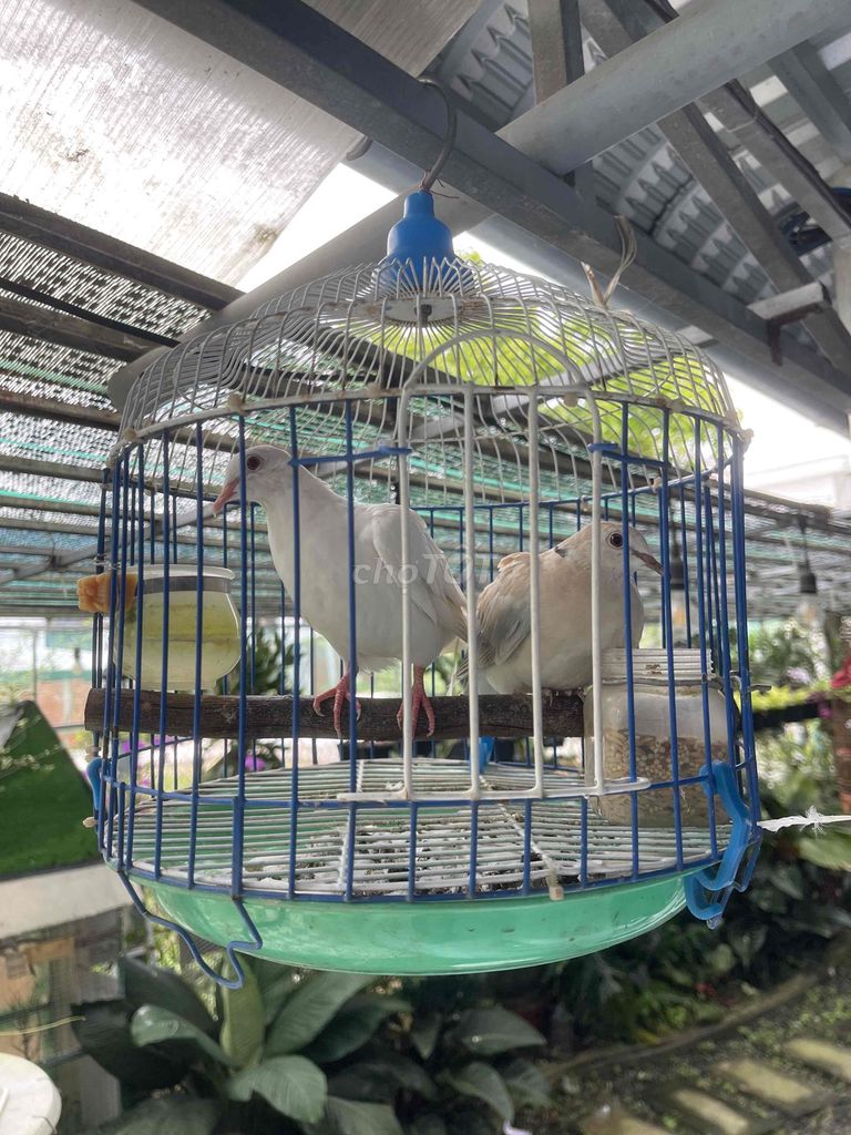 Chim Cu Pháp Trống mái. Mua bán Chim tại Thành phố Sa Đéc Đồng Tháp được đăng bởi Phạm Toàn hình 1