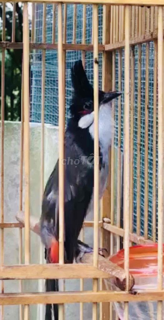 thsnh lý mào. Mua bán Chim tại Huyện Quảng Điền Thừa Thiên Huế được đăng bởi Nguyên  hình 1