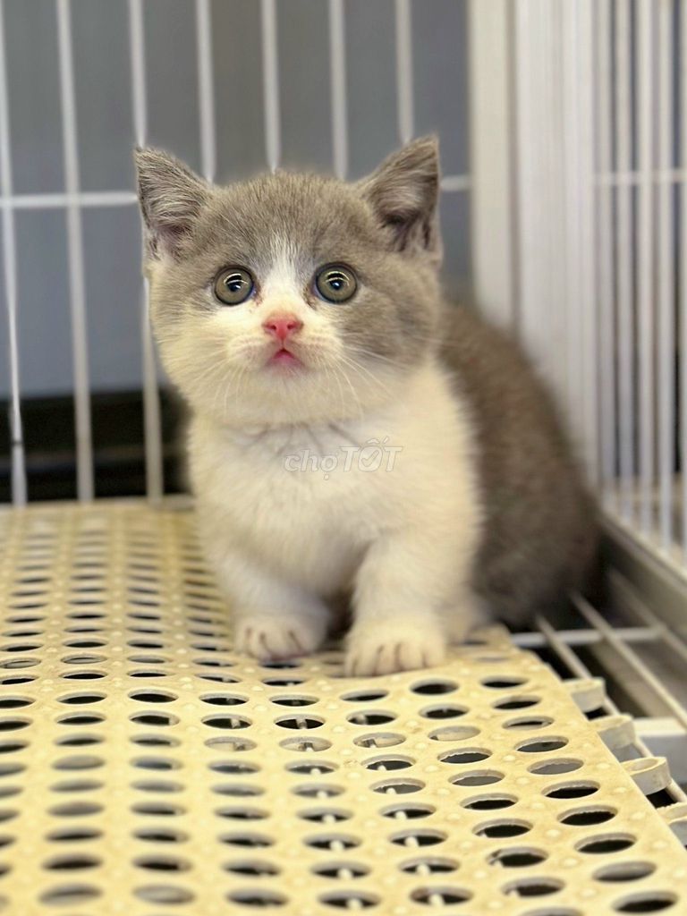Mèo Munchkin chân ngắn Xám trắng. Mua bán Mèo tại Quận 1 Tp Hồ Chí Minh được đăng bởi Phan Bảo Hoàng My hình 1