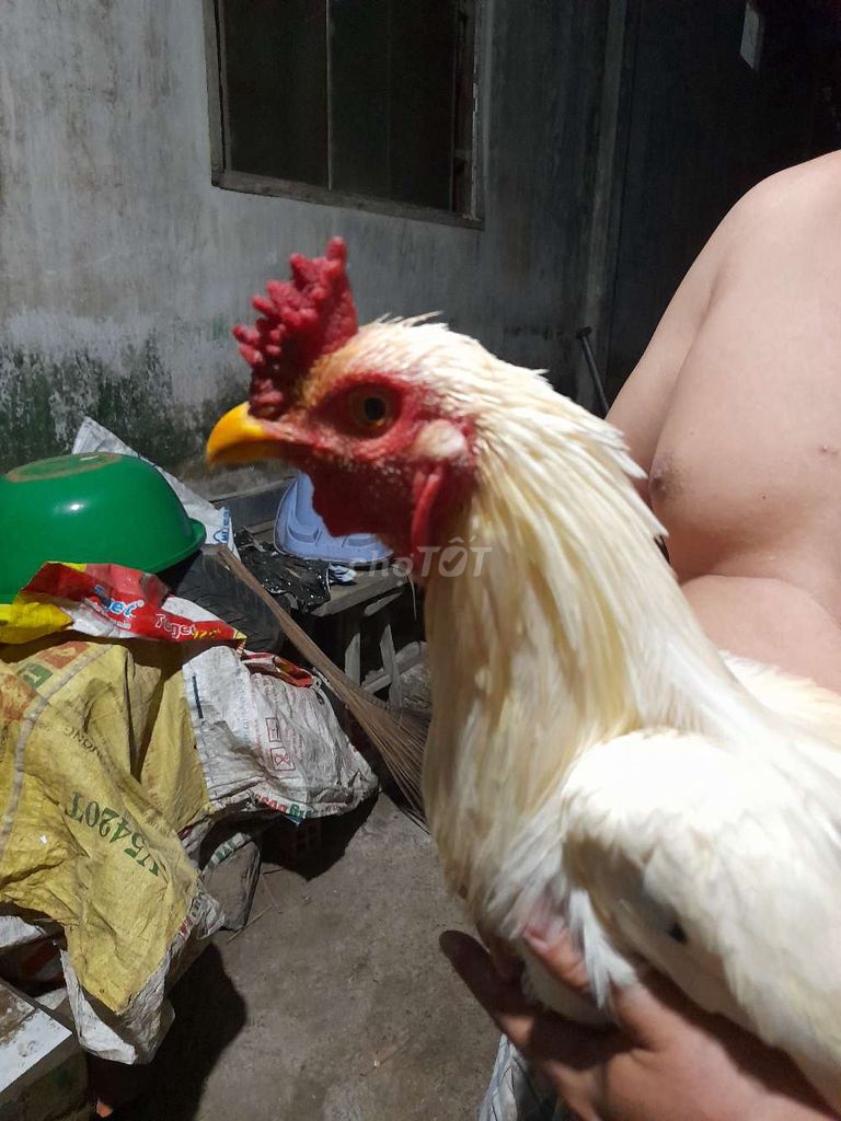 Uá 3.2kg tay tôt thay lông vê tha mái đu lông rôi