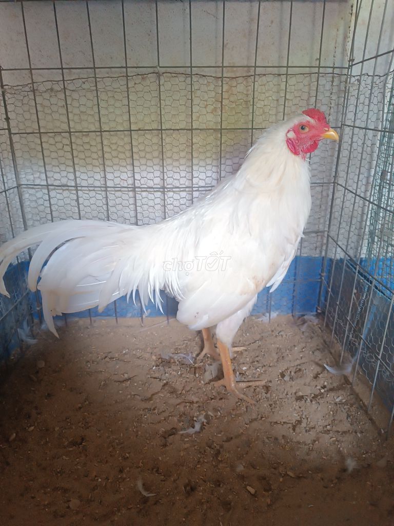 Gà trống trắng gà tơ 1.7kg. Mua bán Gà tại Thành phố Đồng Xoài Bình Phước được đăng bởi Bách Hà Đức hình 1