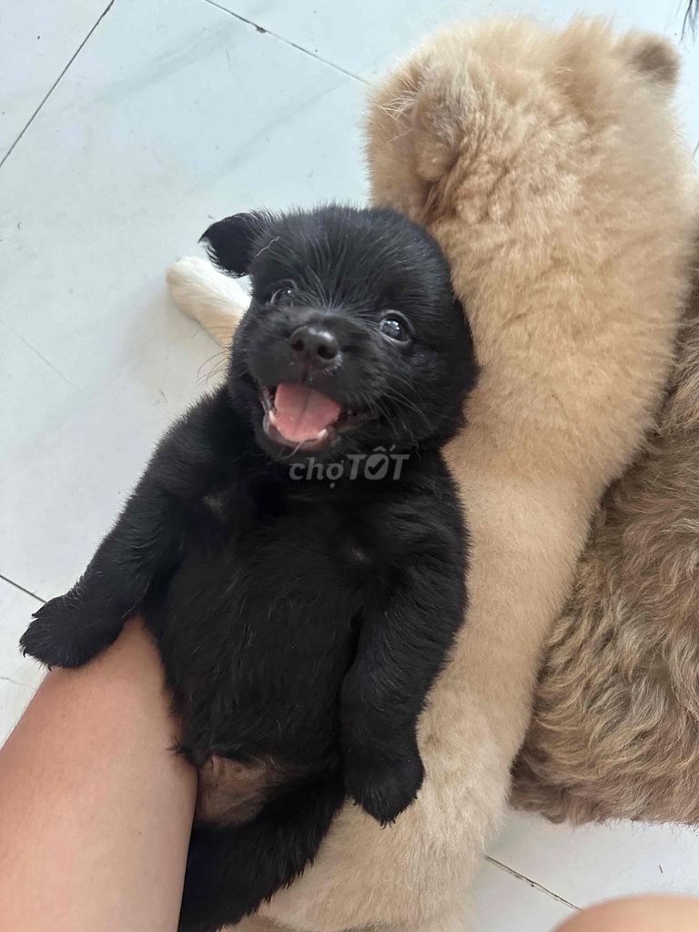 Chó Phốc Sóc lai đen vàng kem. Mua bán Chó tại undefined Bình Dương được đăng bởi Hoàng Sang Dương hình 1