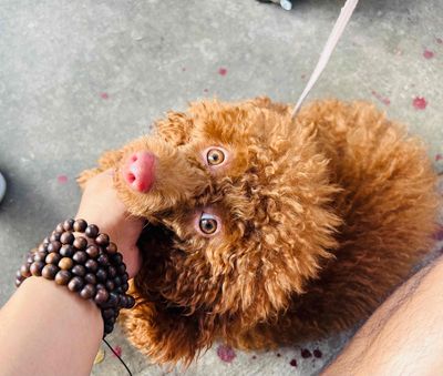 Chó Poodle Cái Nâu 1.5 năm