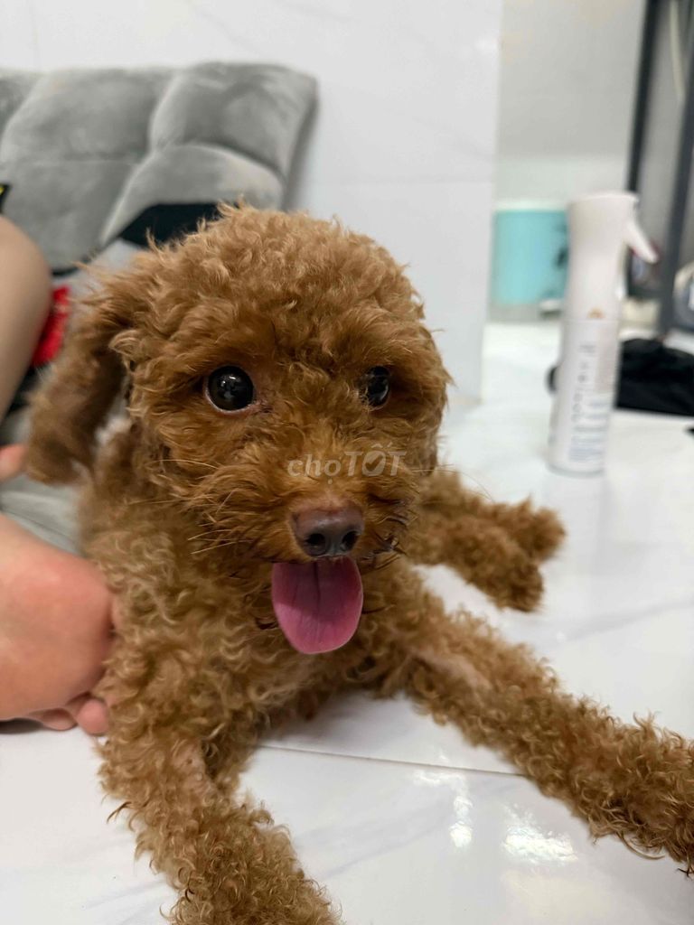 Chó Poodle cái. Mua bán Chó tại Thành phố Thủ Đức Tp Hồ Chí Minh được đăng bởi Đức Duy hình 1