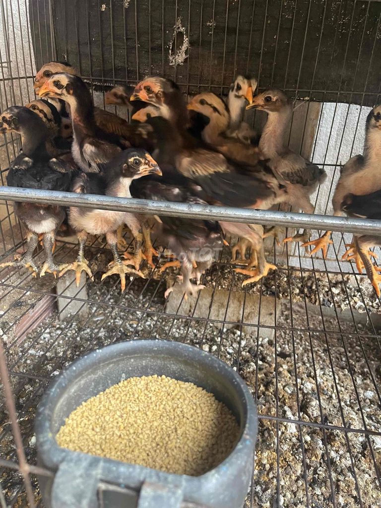 Gà chọi rặc non. Mua bán Gà tại Huyện Hòa Thành Tây Ninh được đăng bởi Truong  Chi Hung hình 1
