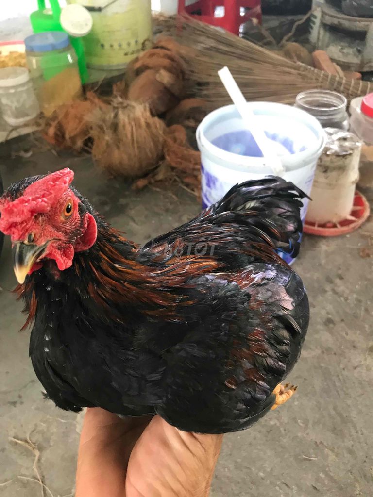 Gà trống tơ. Mua bán Gà tại Thành phố Rạch Giá Kiên Giang được đăng bởi Tan hình 1