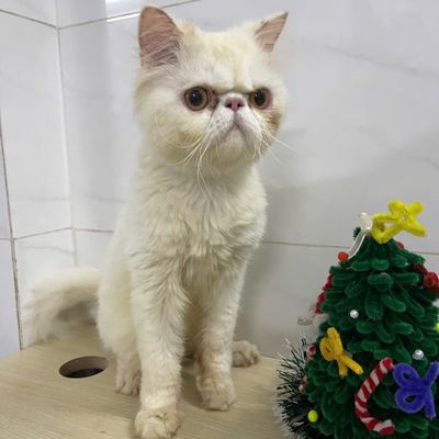 CẦN XÃ MÈO ALN, MÈO ALD, MÈO BA TƯ. Mua bán Mèo tại Quận Tân Bình Tp Hồ Chí Minh được đăng bởi Noka Pet