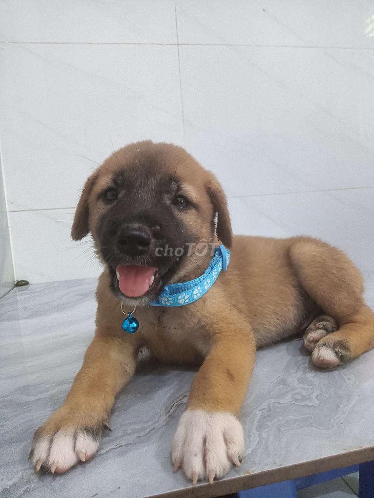 Becgie béc bỉ đực F đã tiêm ngừa lanh lợi. Mua bán Chó tại Quận 6 Tp Hồ Chí Minh được đăng bởi Tăng Chí Lương  hình 1