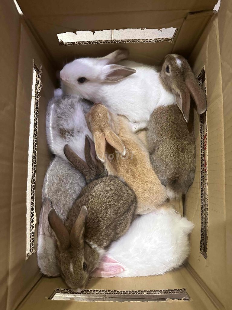 Thỏ nhiều màu đẹp. Mua bán Thú cưng khác tại Quận Bình Thạnh Tp Hồ Chí Minh được đăng bởi Nông trại thỏ và bọ hình 1