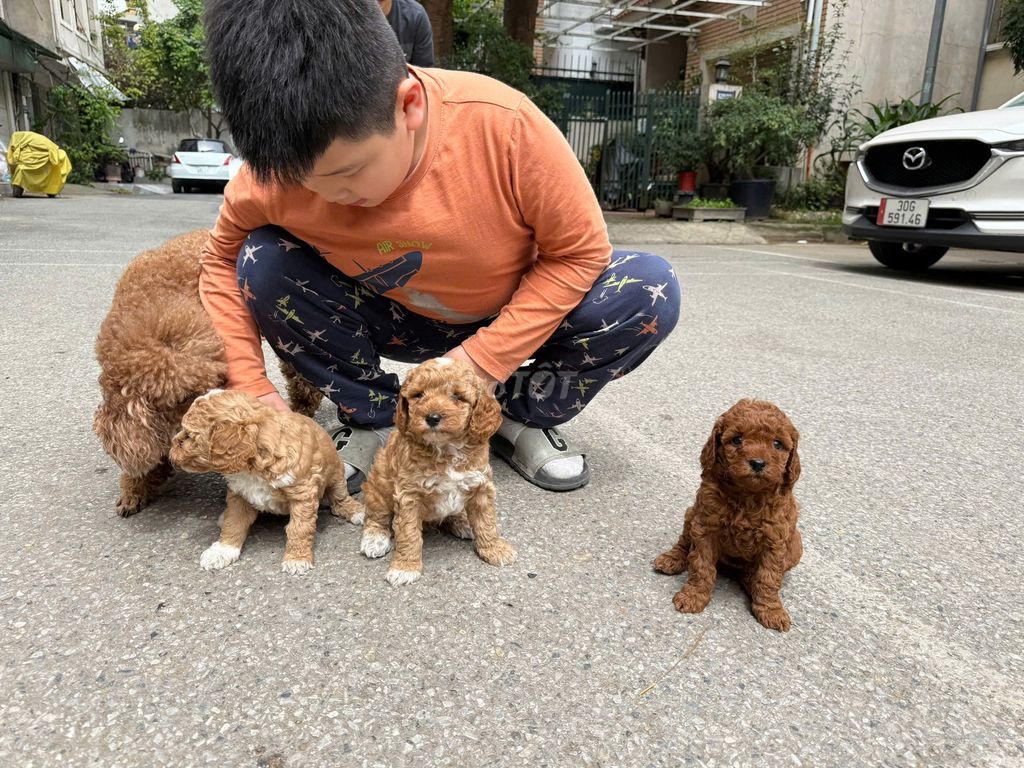Cam kết Poodle nhà đẻ đc 5 con Thuần Chủng đã tiêm. Mua bán Chó tại Quận Ba Đình Hà Nội được đăng bởi Cây Cảnh Hà Nội hình 4