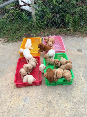 Poodle Nâu như cục bông