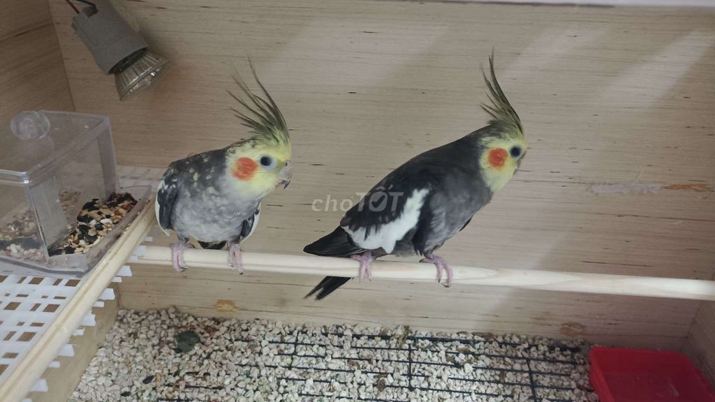 Chim Cockatiel Xám vàng Khỏe mạnh Sắp sinh sản. Mua bán Chim tại Quận 1 Tp Hồ Chí Minh được đăng bởi Trần  hình 1