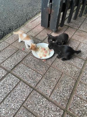 Mèo con Đen, cam trắng