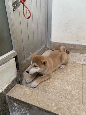 cần bán shiba inu. Mua bán Chó tại Quận Hai Bà Trưng Hà Nội được đăng bởi Nguyễn vũ khôi nguyên