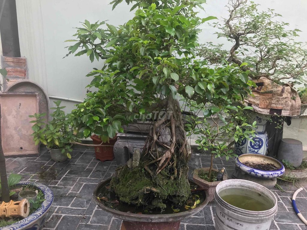 Cây xanh già bonsai rất đẹp