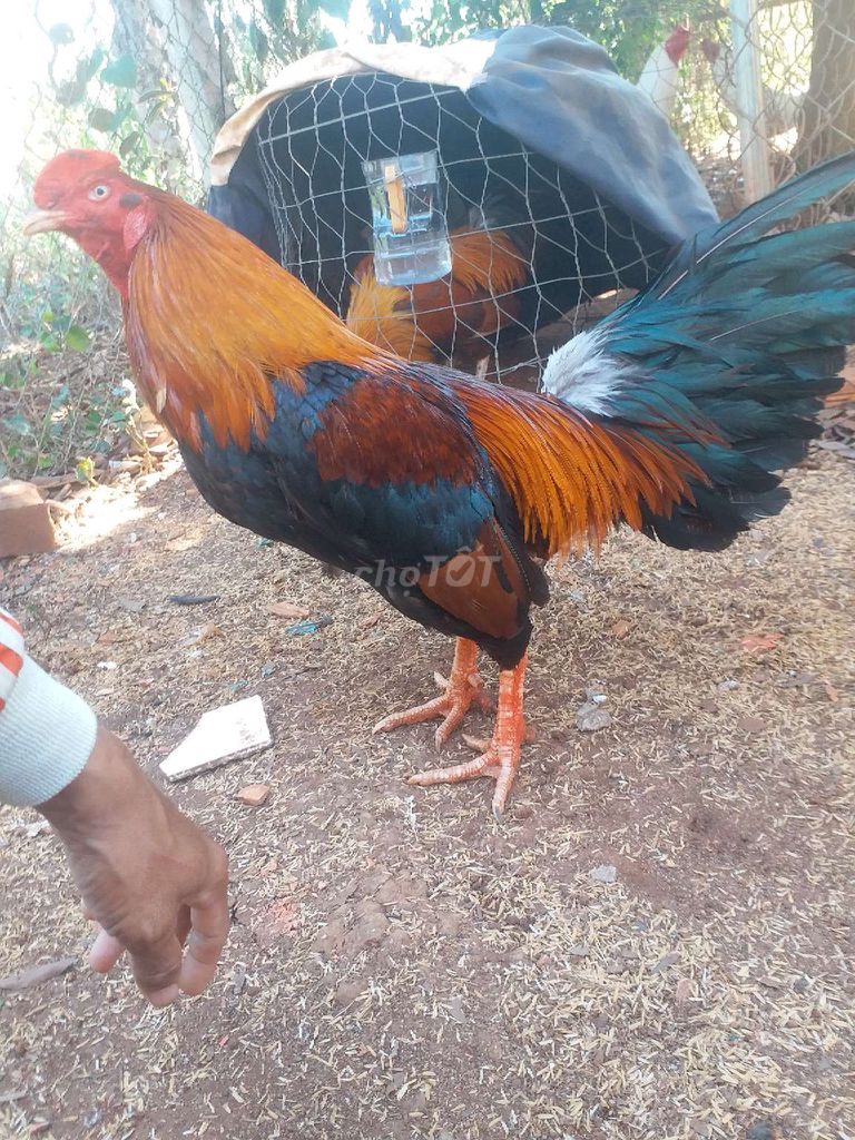 chia nọc 3k7 tay tròn như trái banh. Mua bán Gà tại Huyện Châu Đức Bà Rịa - Vũng Tàu được đăng bởi Việt Mỹ  hình 1