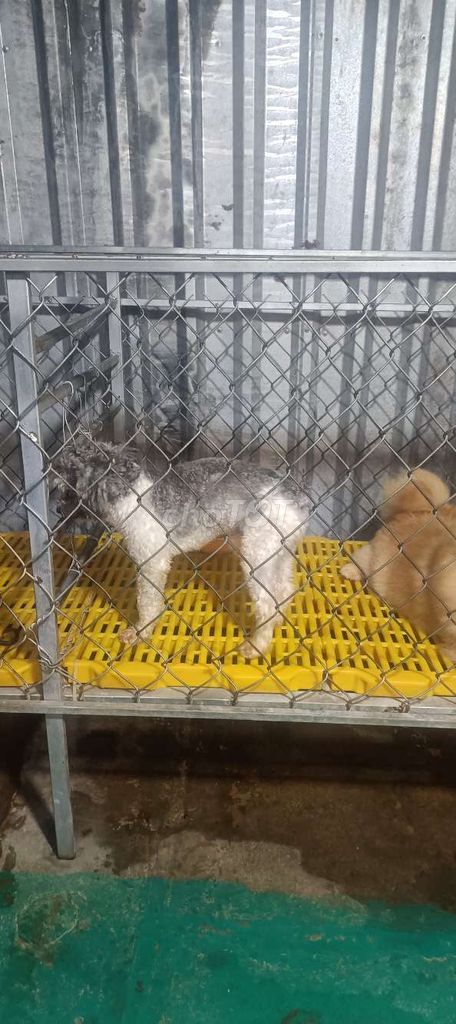 Chó Poodle thuần chủng Xám Đực 11 tháng. Mua bán Chó tại Thị xã Tân Châu An Giang được đăng bởi duytan hình 1