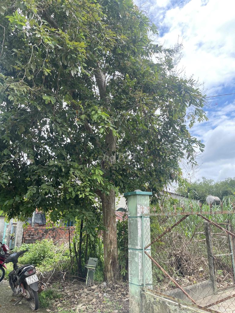 Cây cảnh Bằng lăng trên 7 năm cao trên 10m. Mua bán Cây cảnh, đồ trang trí tại Huyện Bến Cầu Tây Ninh được đăng bởi trần thị hòa hình 1