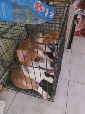 Chó Corgi lai nâu trắng 6 tháng tuổi