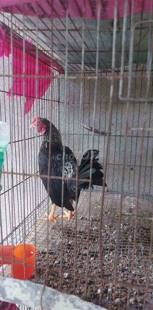 Gà tre đen. Mua bán Gà tại Huyện Cần Giuộc Long An được đăng bởi Gà tre bắc long an hình 1