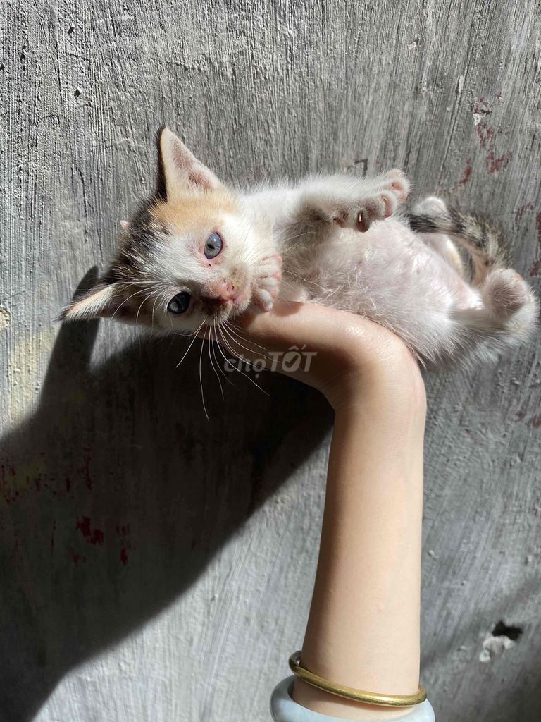 Mèo anh lông ngắn thuần chủng tam thể. Mua bán Mèo tại Quận Thanh Xuân Hà Nội được đăng bởi Hà Nguyễn hình 1