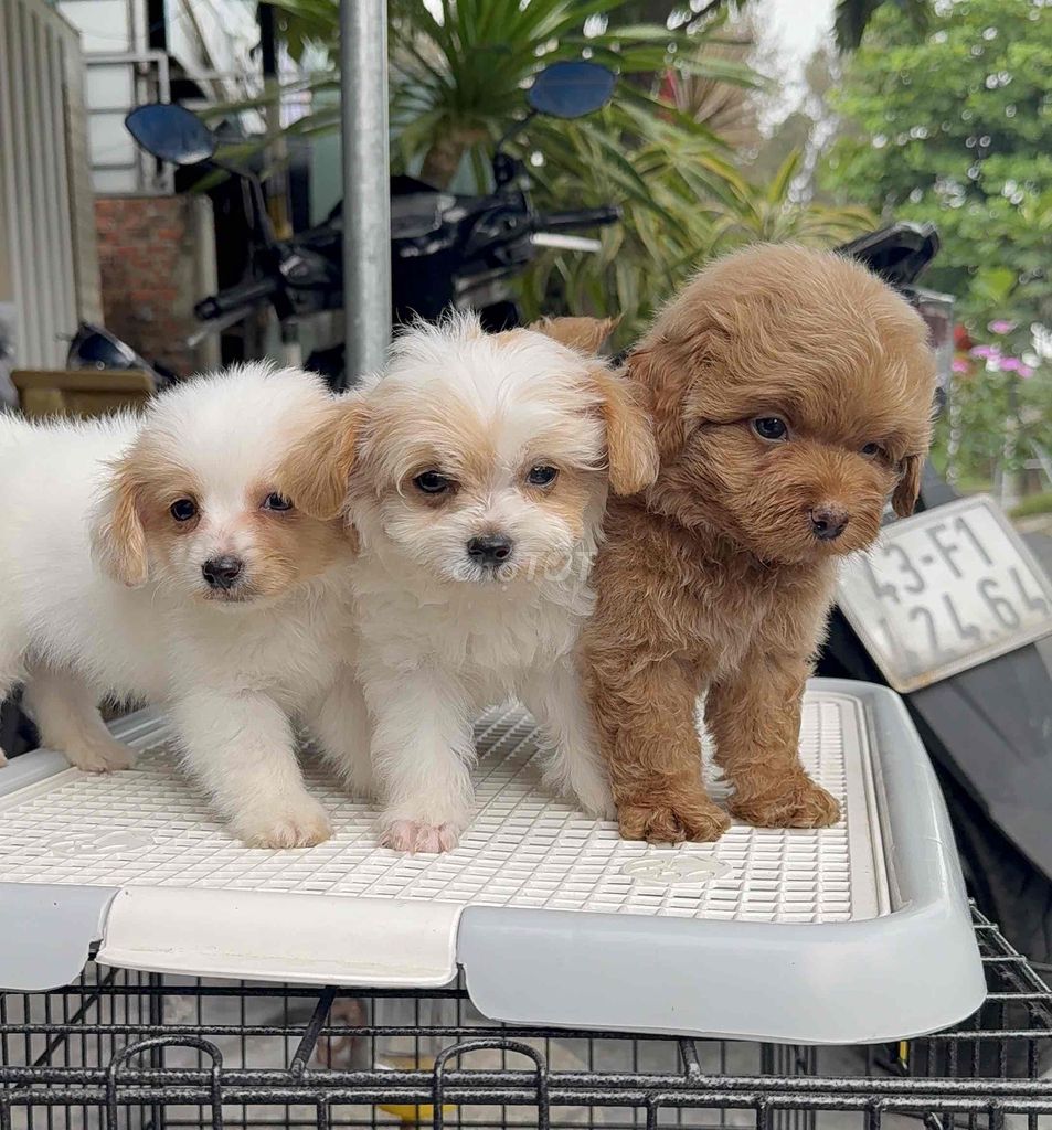 Chó Poodle F con Tại 04 Bàu Năng 1. Mua bán Chó tại Quận Liên Chiểu Đà Nẵng được đăng bởi Pet House hình 1