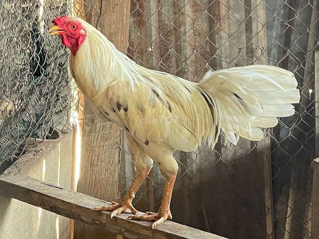 Gà Trắng 2.7kg . hơn 10 tháng. Mua bán Gà tại Thành phố Thủ Dầu Một Bình Dương được đăng bởi Vương hình 1