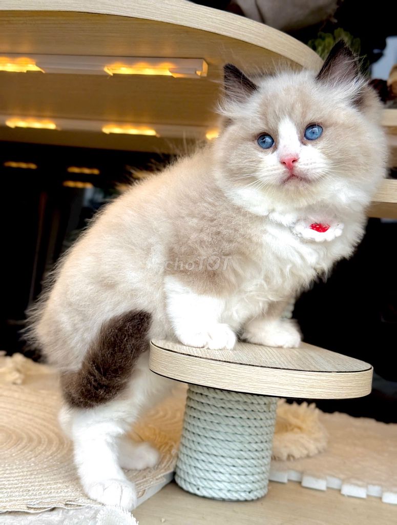 Ragdoll đực cái siêu xinh 2 tháng tuổi. Mua bán Mèo tại Quận Bình Thạnh Tp Hồ Chí Minh được đăng bởi Âu Minh Huy hình 1