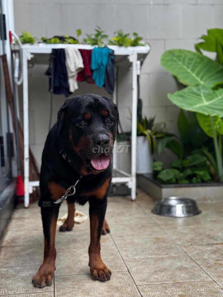 Chó Rottweiler trên 1 tuổi đã huấn luyện. Mua bán Chó tại Thành phố Thủ Đức Tp Hồ Chí Minh được đăng bởi Cas Tuấn Anh hình 3