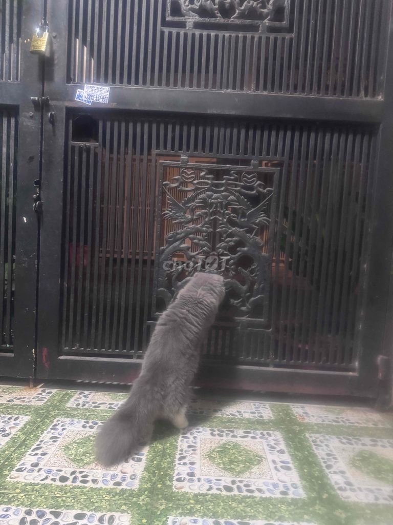 tìm nhà cho mèo lùn lông dài. Mua bán Mèo tại Quận Bình Tân Tp Hồ Chí Minh được đăng bởi Em Mi hình 6