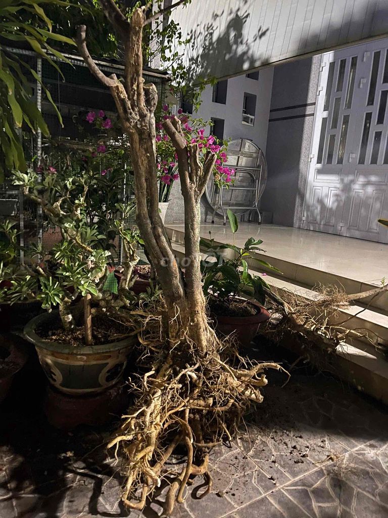 Cây cảnh Mai chiếu thủy. Mua bán Cây cảnh, đồ trang trí tại Thành phố Bà Rịa Bà Rịa - Vũng Tàu được đăng bởi Như Quỳnh hình 1