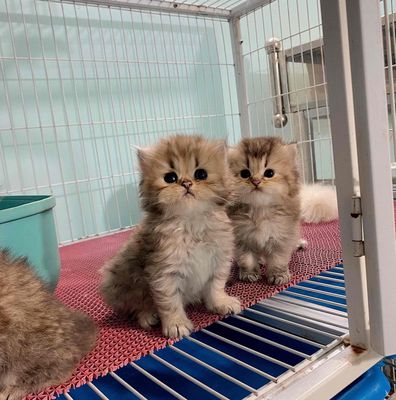 mèo Aln mặt line mặt baby. Mua bán Mèo tại Quận 12 Tp Hồ Chí Minh được đăng bởi hoanguyen