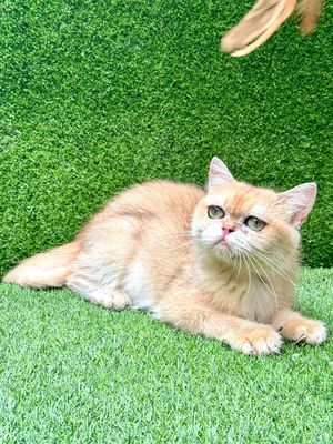 HCM - thanh lý Mèo Anh lông ngắn trưởng thành