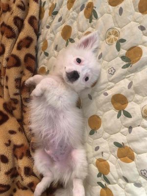 em phốc sóc lai nhật 4 tháng tuổi