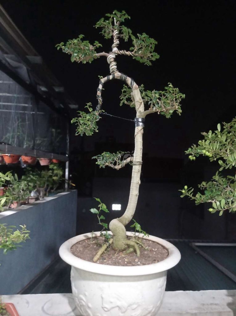 Cây Duối bonsai