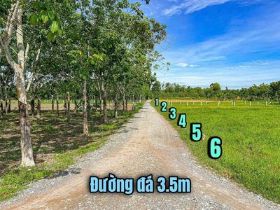 Quá rẻ Thạnh Đức- Gò Dầu sát nhựa gần quốc lộ 22B kdc chỉ từ 339tr/lô. Mua bán đất tại Huyện Gò Dầu Tây Ninh được đăng bởi Dương Lượng BĐS