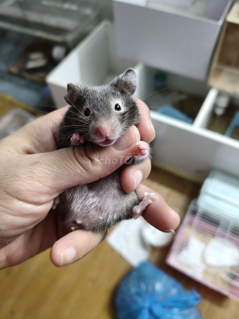 Chuột Hamster Winter White. Mua bán Thú cưng khác tại Quận Đống Đa Hà Nội được đăng bởi Vũ hồng hình 1