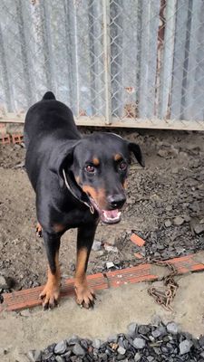 Chó Doberman cái 36kg Đen vàng