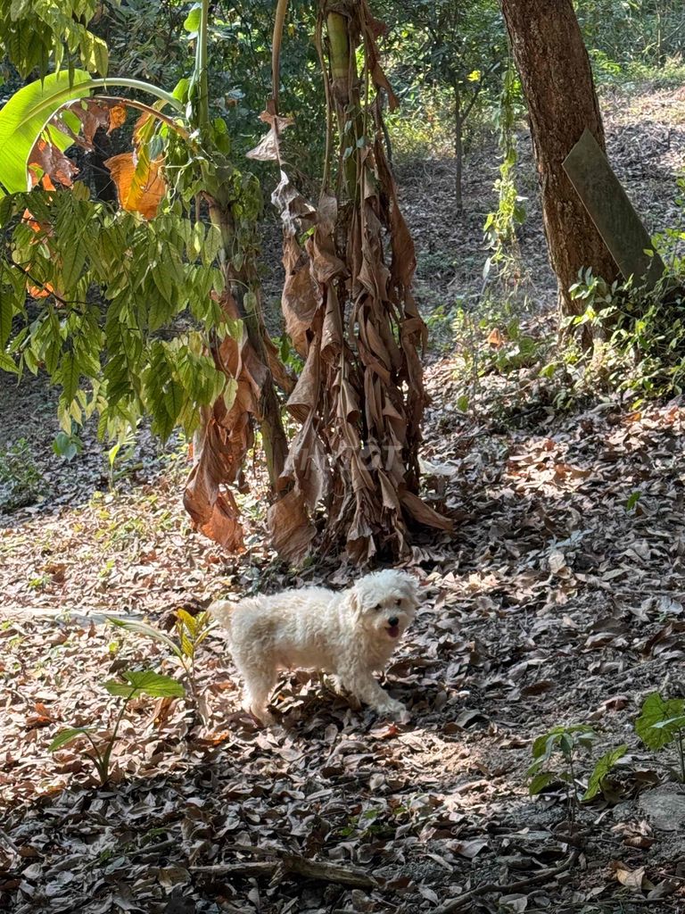 5 poodle và 1 nhật lai bk