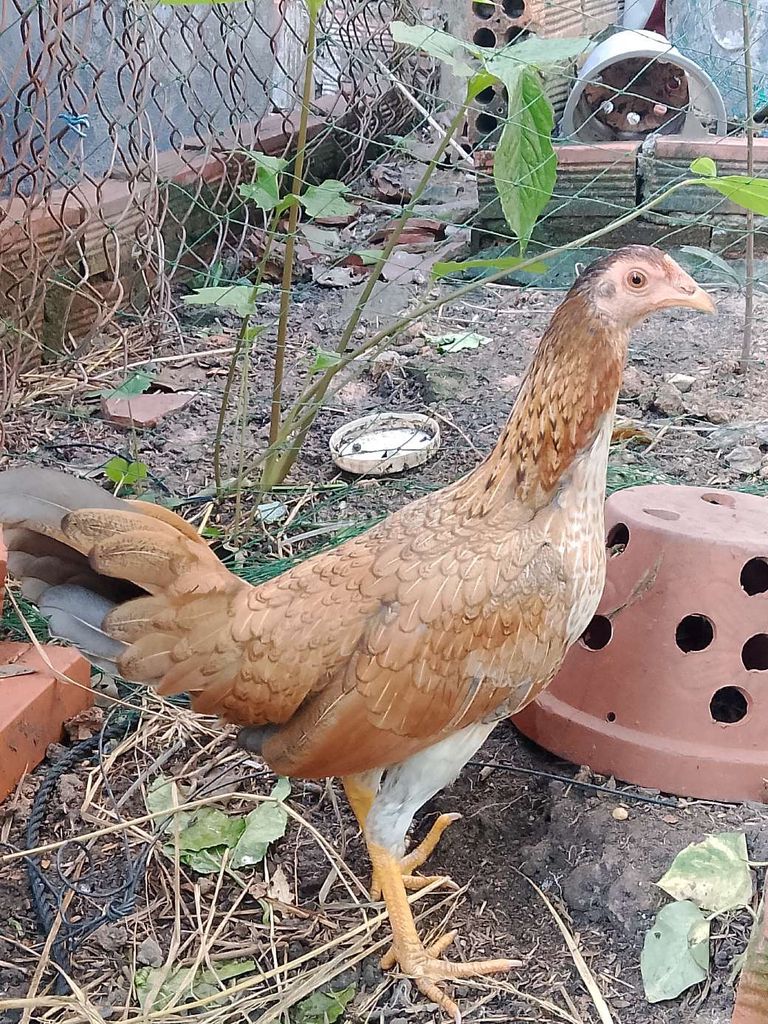 Gà Tre Asil Mỹ mái Khét 5 tháng. Mua bán Gà tại Thành phố Thủ Dầu Một Bình Dương được đăng bởi Chú 8 Gà te hình 1