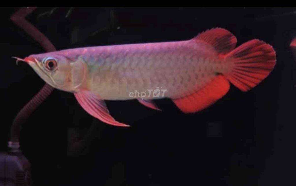 Cá Huyết Long 26cm đỏ. Mua bán Thú cưng khác tại Quận Tân Bình Tp Hồ Chí Minh được đăng bởi Hải Âu hình 1