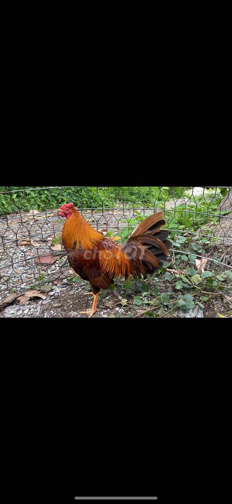 gà khét đuôi lao 1kg5 cuban mỹ f1 thanh lý