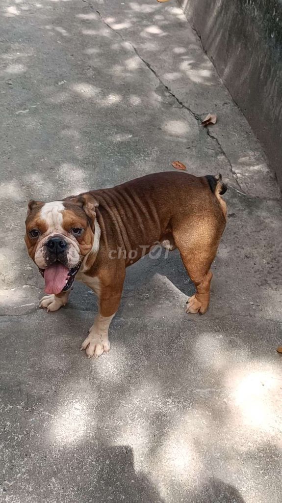 Bulldog đực 1,5 tuổi