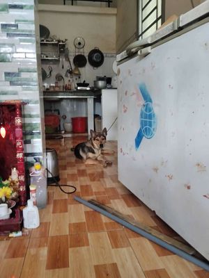 Chó giữ nhà,lai Nâu đen 13kg. Mua bán Chó tại Thị xã Bến Cát Bình Dương được đăng bởi PE spy