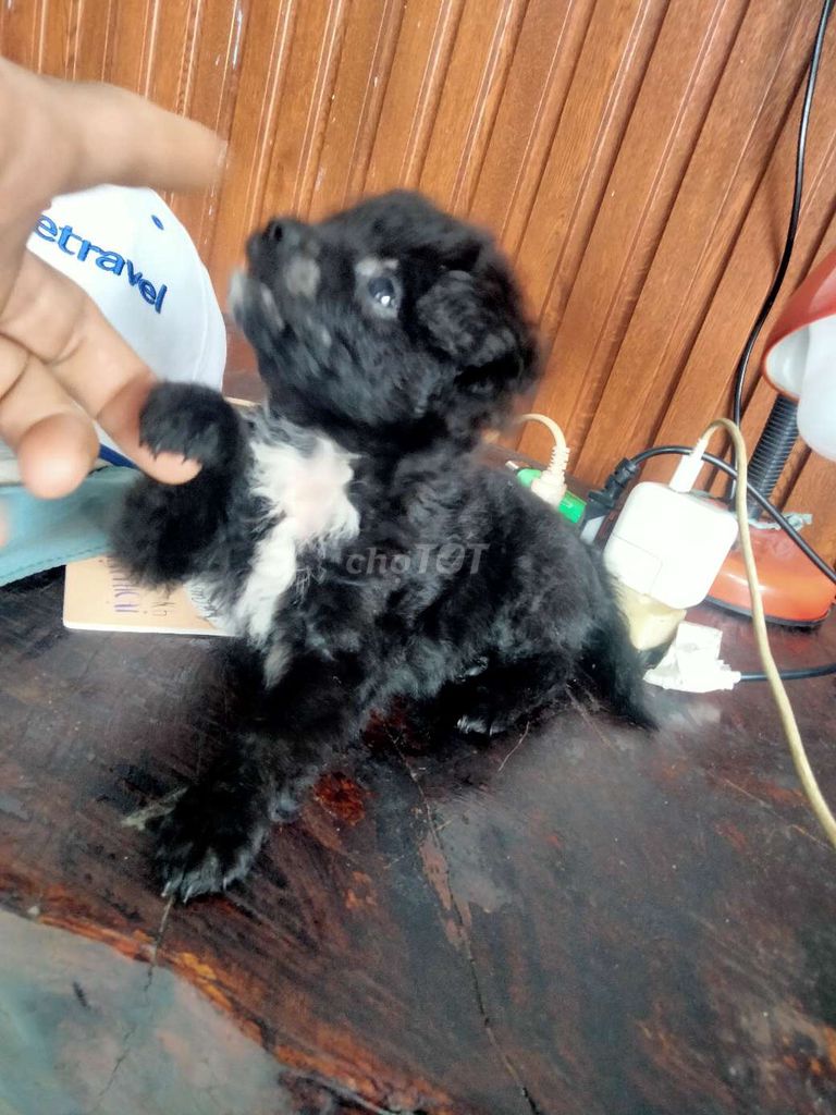 Chó pulldo mini giao lưu chim. Mua bán Chó tại Quận Liên Chiểu Đà Nẵng được đăng bởi điện lạnh 22 đà sơn hình 1