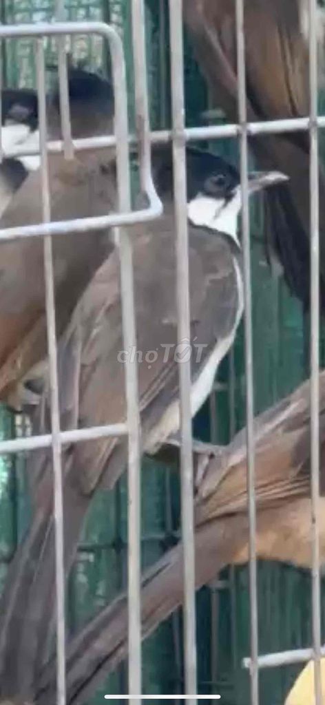 Chim chào mào má trắng Huế. Mua bán Chim tại Thành phố Huế Thừa Thiên Huế được đăng bởi Anh hùng hình 1